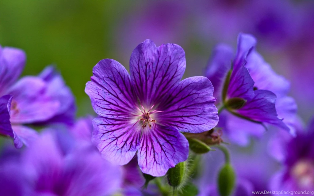 Download Purple Flowers Wallpapers HD 876 1920x1200 Px High ...