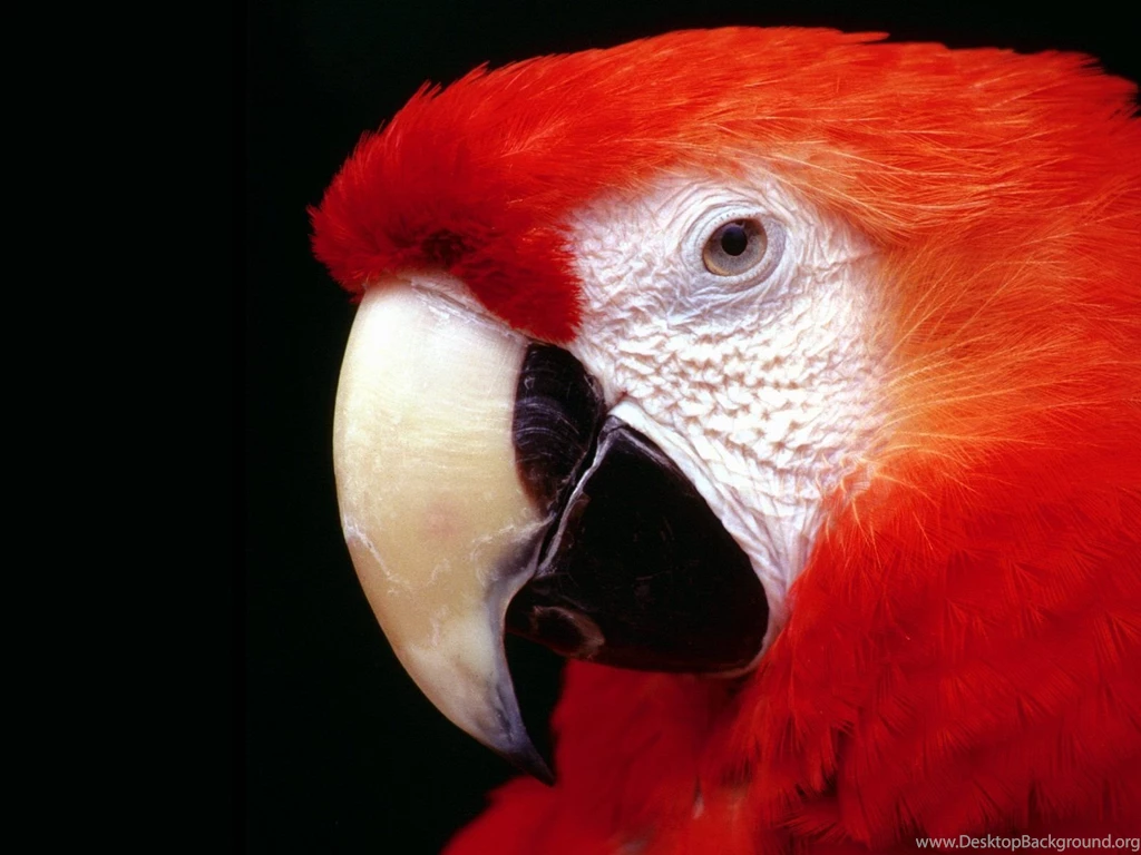 Parrot High Resolution Wallpapers