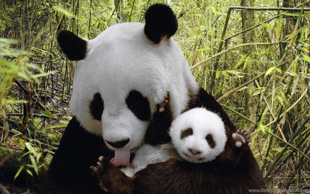Cute Baby Panda Waving Wallpaper.