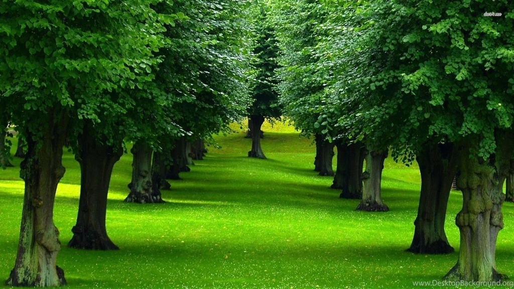 Rows Of Trees Wallpapers   Nature Wallpapers
