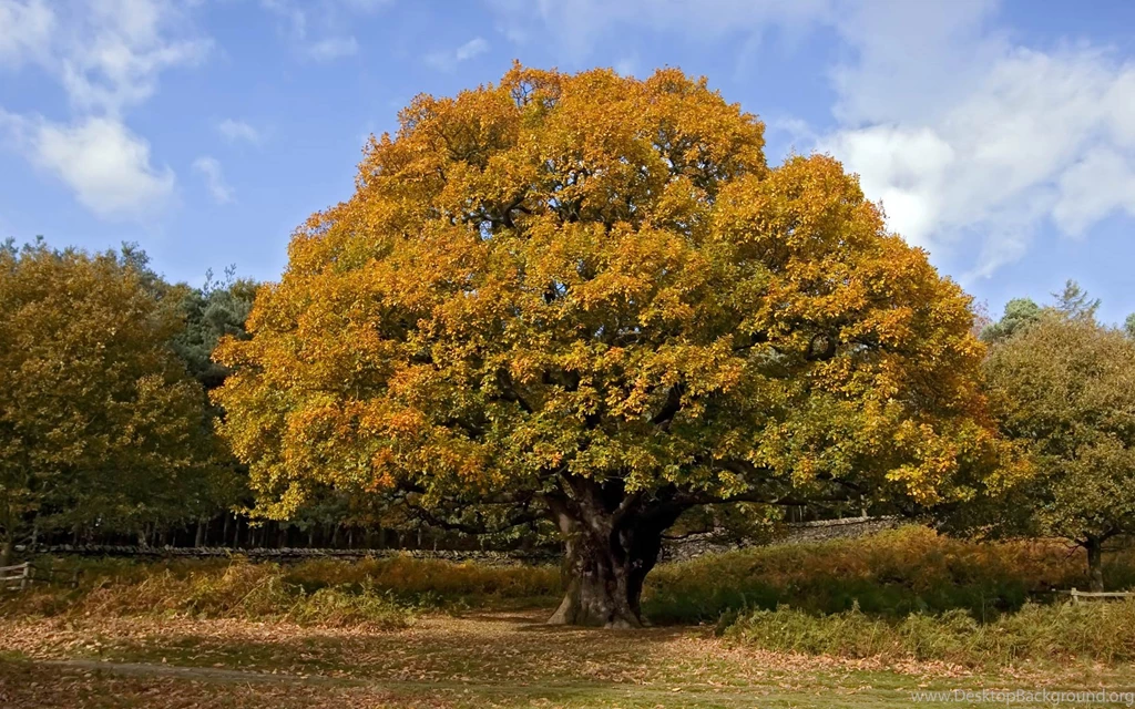 Autumn oak tree.jpg