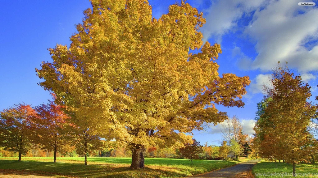 Autumn trees backgrounds.jpg
