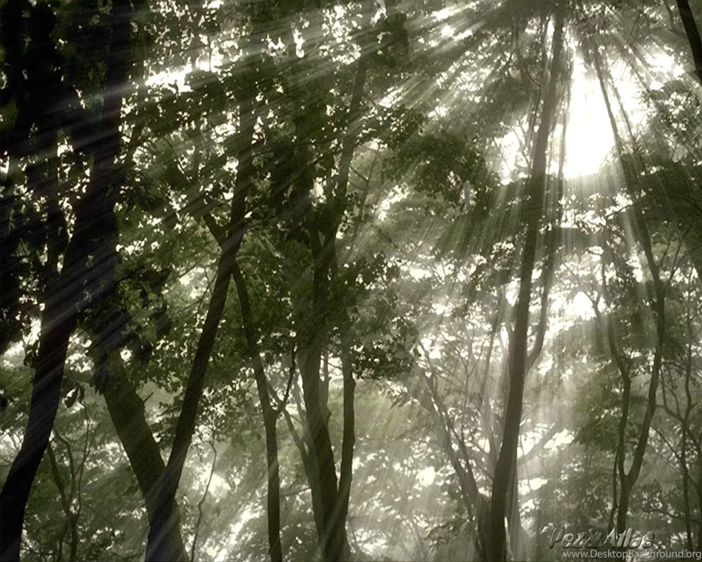 Forest Trees Wallpapers 12793