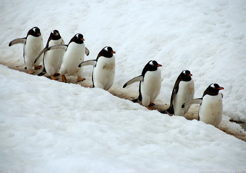 Penguins Desktop Wallpapers