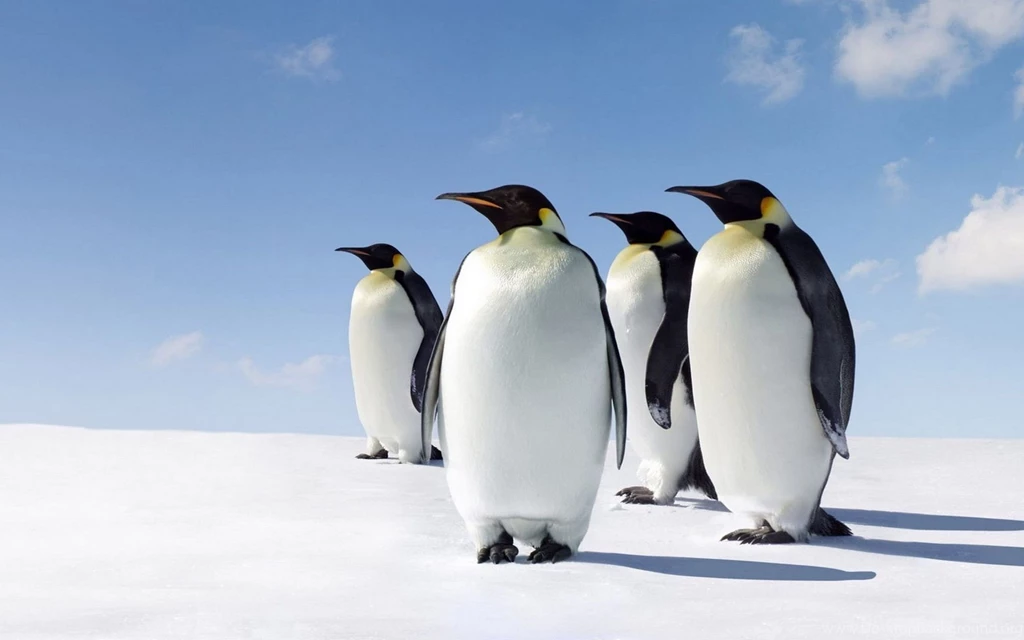 Penguin Wallpaper Backgrounds Download Desktop • IPhones Wallpapers