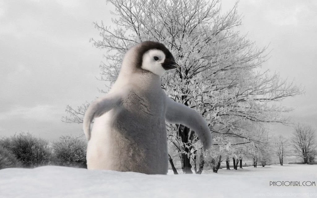 Parrot, Eagle, Penguin, Peacock Birds Wallpapers Beautiful ...