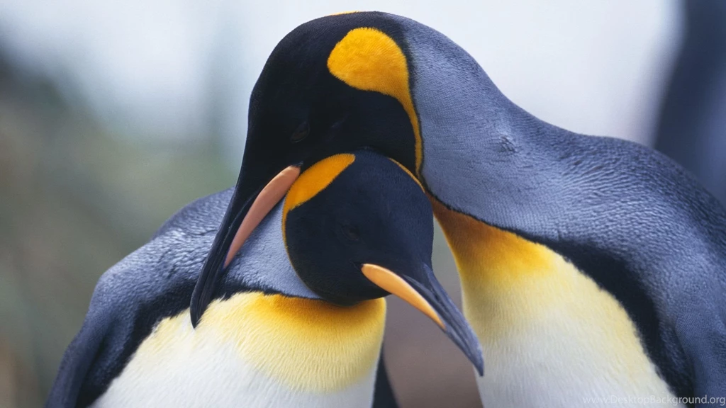 Penguin Wallpapers, Desktop Wallpapers » GoodWP.com