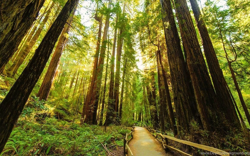 Fenced Road Through The Redwood Trees Wallpapers   Nature ...
