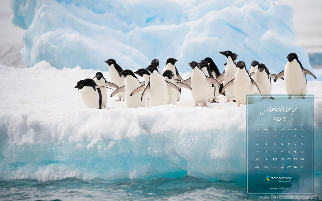 Jan_penguin_1920x1200.jpg