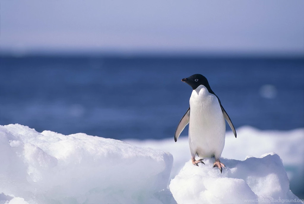 Nice Penguin Wallpapers Computer HK0