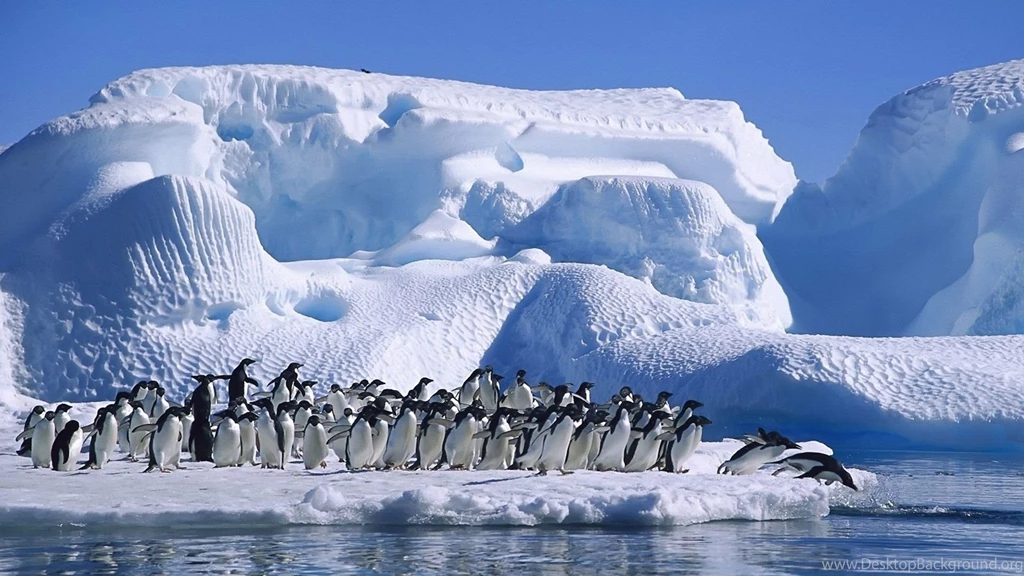 Penguins Wallpapers Desktop
