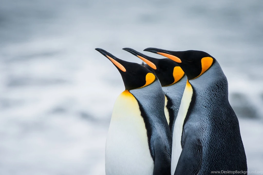 Penguin Wallpapers Free Download FG7