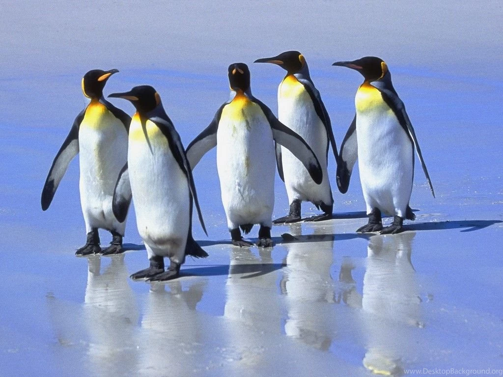 Penguin Wallpapers Hd AG7