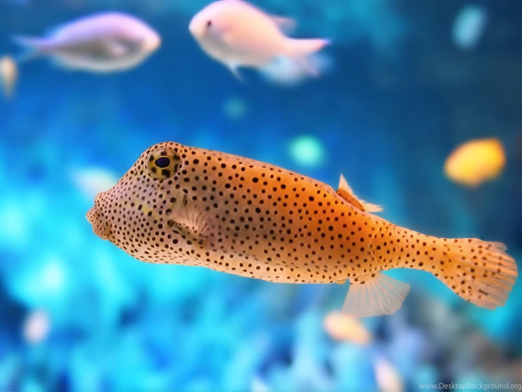 Fish HD Wallpapers