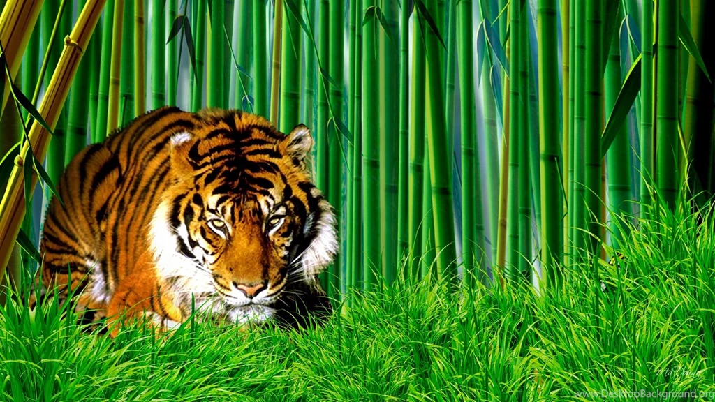 Tiger hd wallpaper 0356.jpg