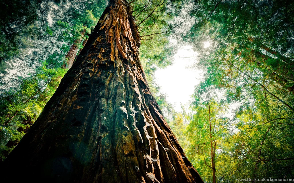 Big Tree In The Forest Wallpapers Computer