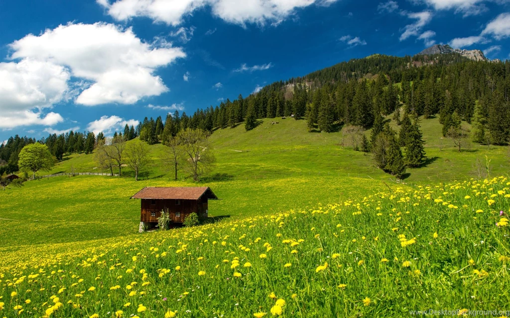 Dandelion Field, Mountains, Cottage Widescreen Wallpapers