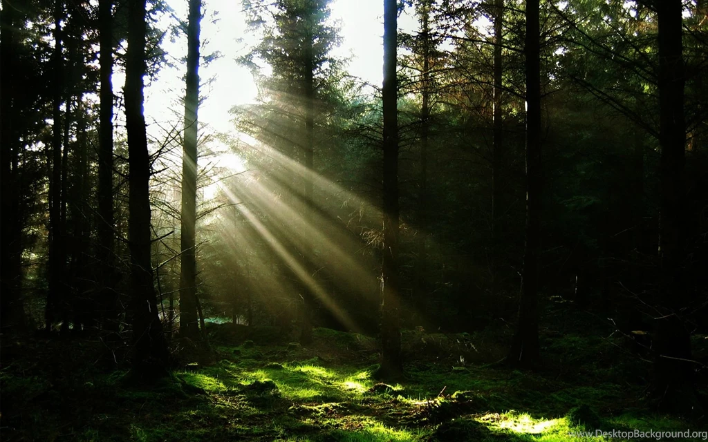 Sun through the trees wallpaper landscape nature_00431270.jpg