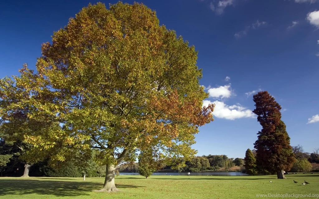 Autumn trees clumber.jpg