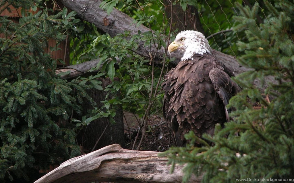 Baldeagle Trees Wallpapers Photo And Wallpaper. All Baldeagle Trees ...
