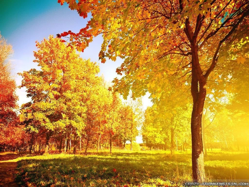 Autumn Trees Wallpapers Seasonal Crazy Frankenstein