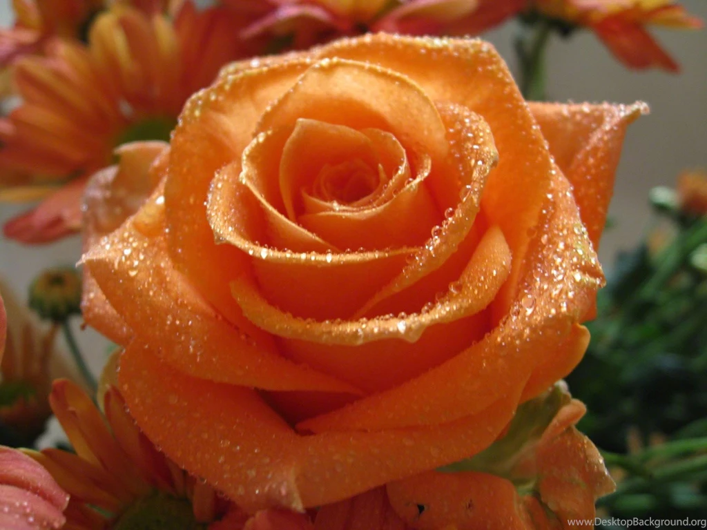 Orange Rose Photos And Wallpapers
