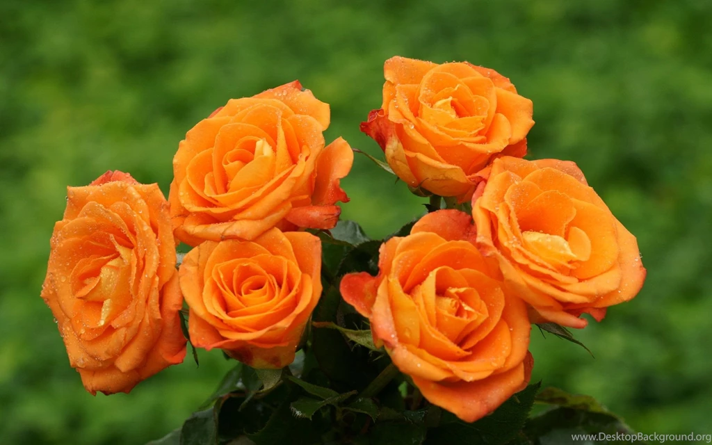Roses Widescreen Wallpapers