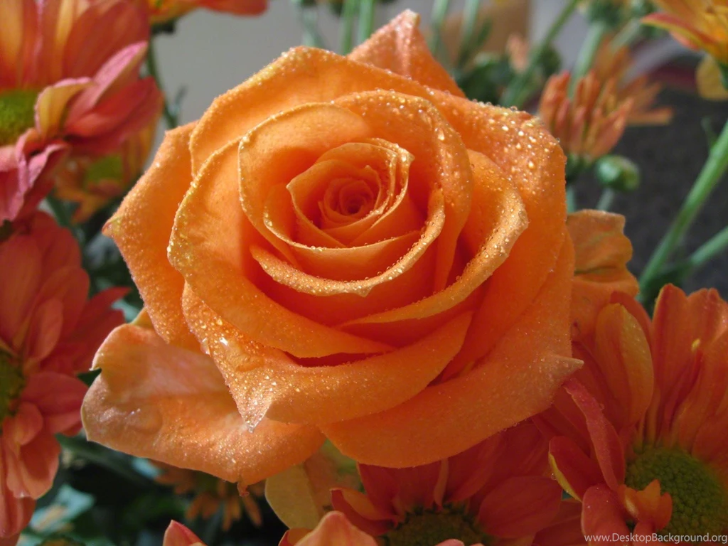 Orange Rose Photos And Wallpapers