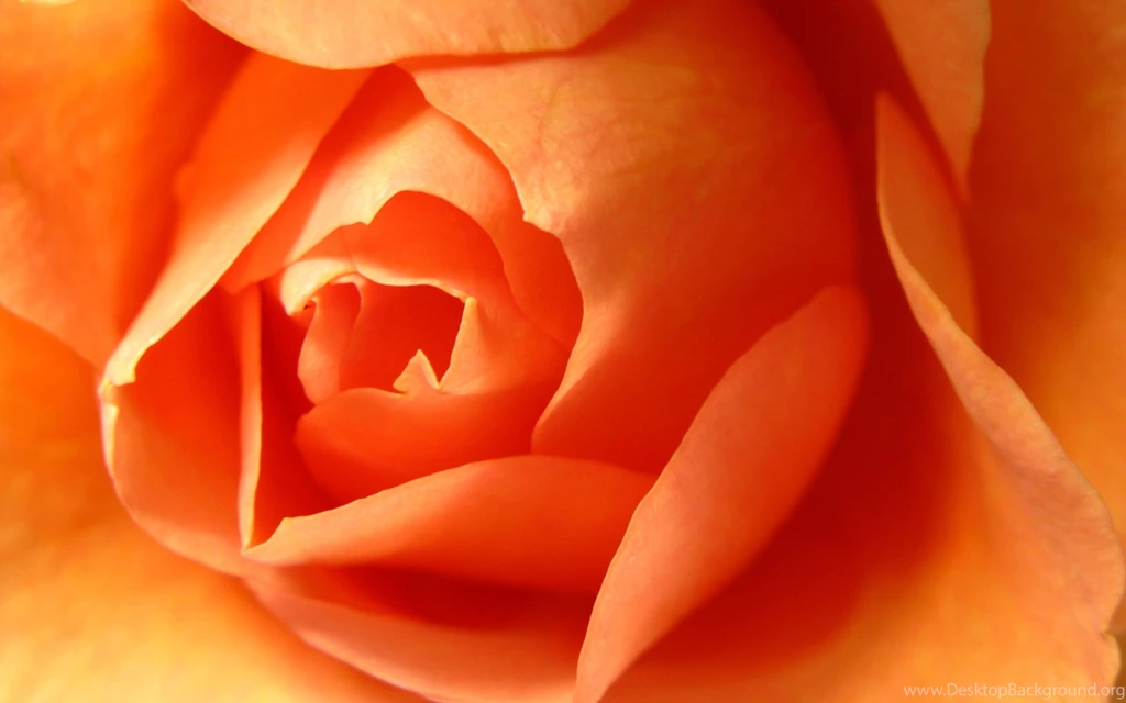 Awesome Orange Roses Roses Wallpapers (34611172) Fanpop Page 9