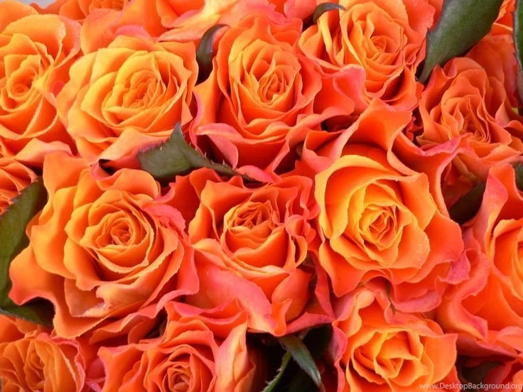 Marie Claire Roses
