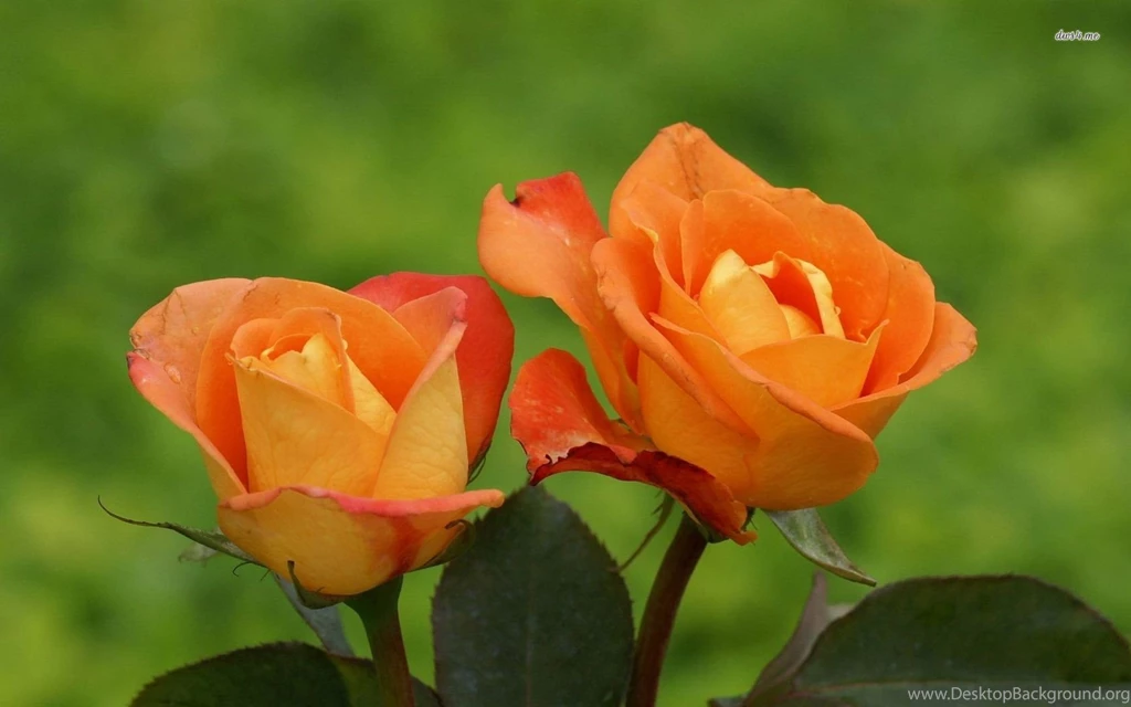 Orange Roses Wallpapers Flower Wallpapers