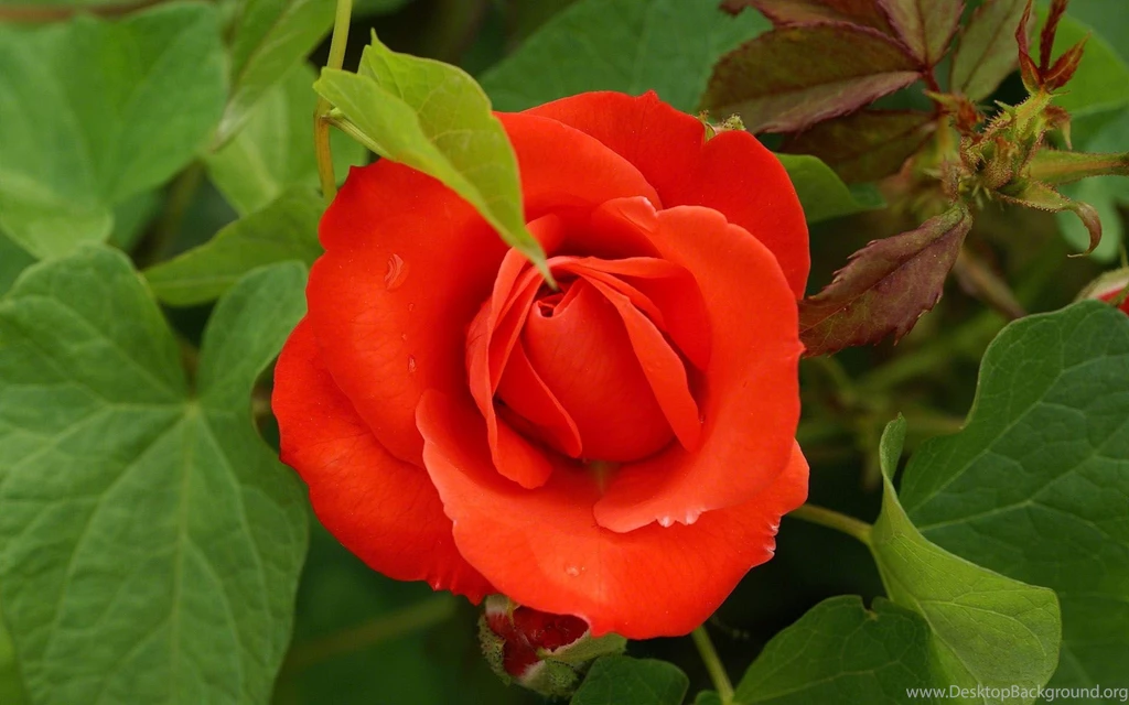 Roses Flower, Roses Photos, Roses Wallpapers For Your Desktop Red ...