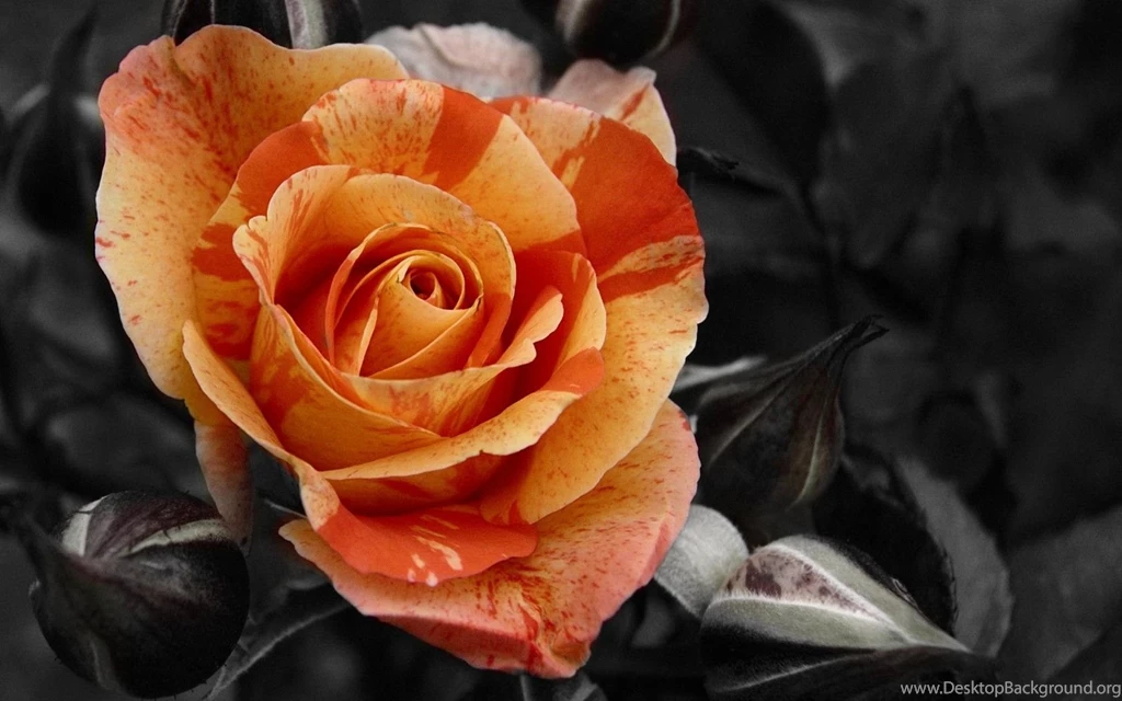 Desktop orange roses wallpaper.jpg