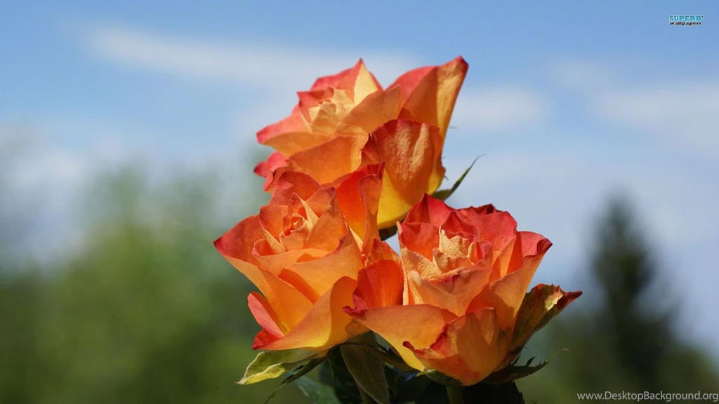Orange Roses Wallpapers   Flower Wallpapers