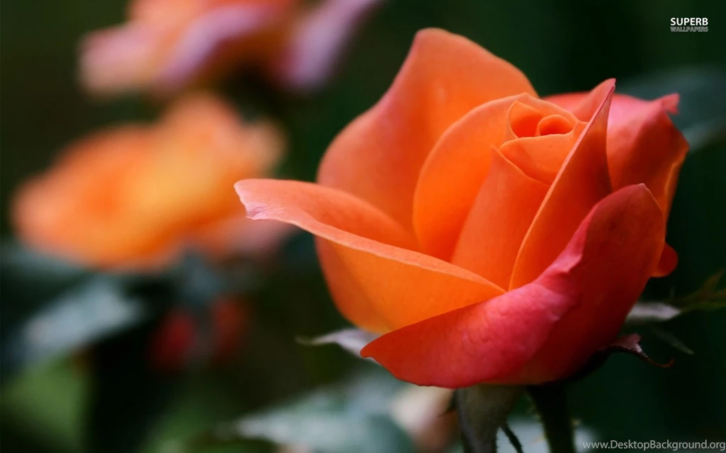 Orange Rose Wallpapers Flower Wallpapers