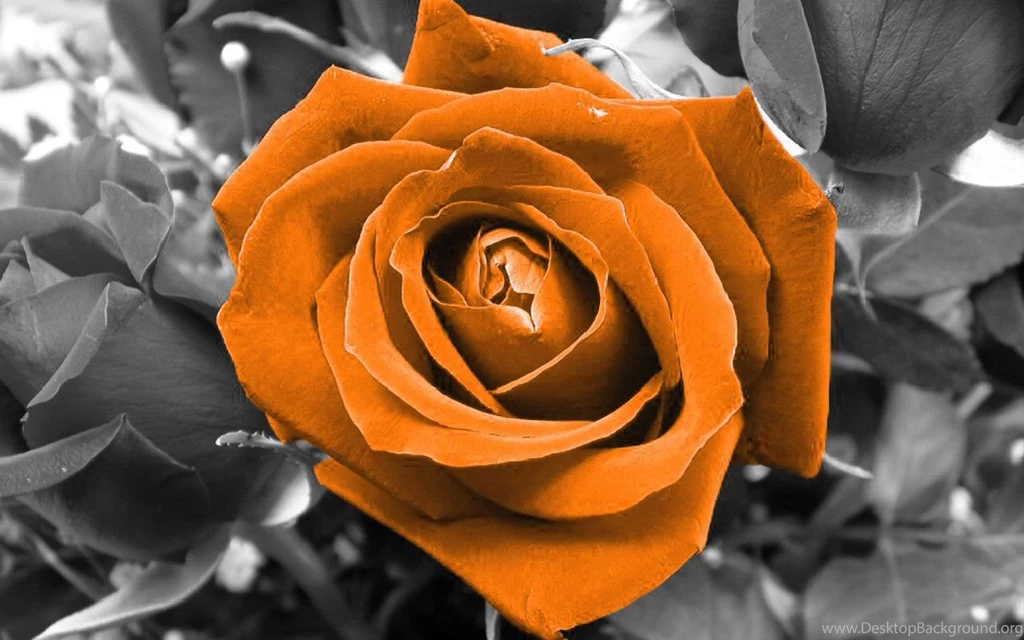 Orange Rose Wallpapers