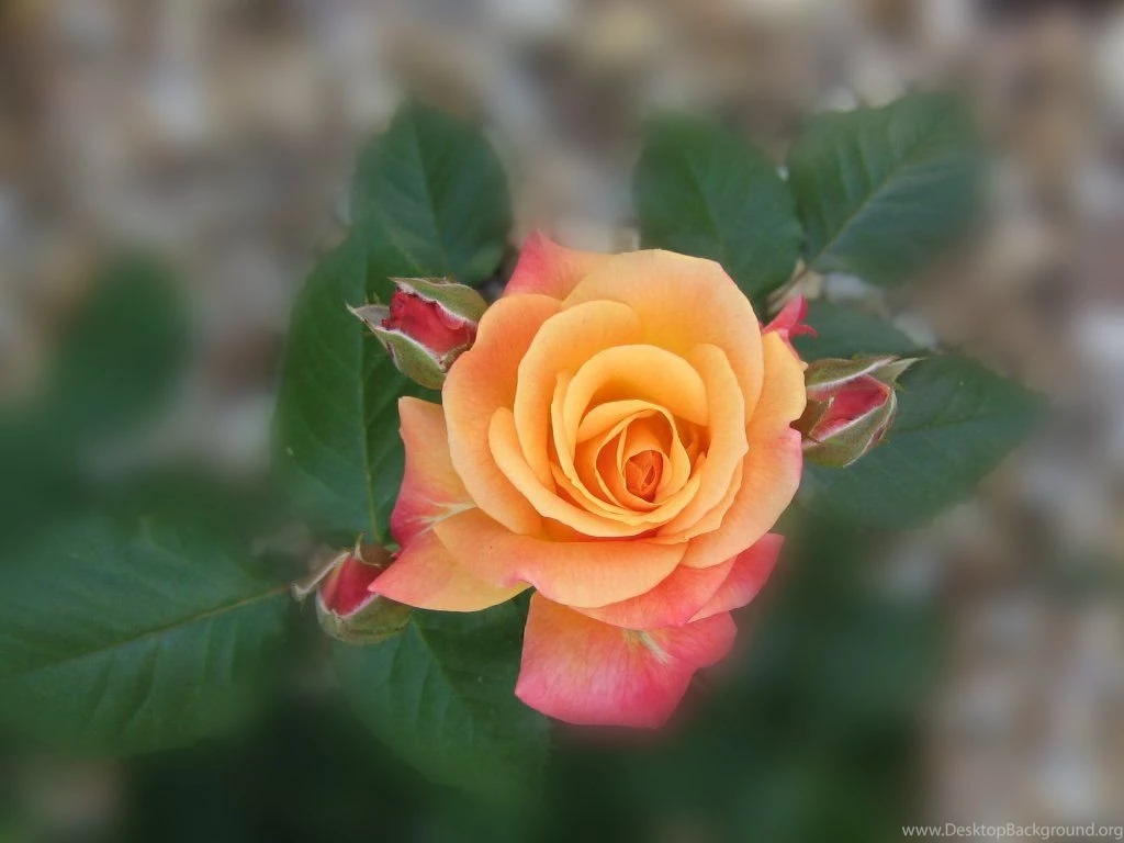Orange_rose_wallpaper_1831.jpg