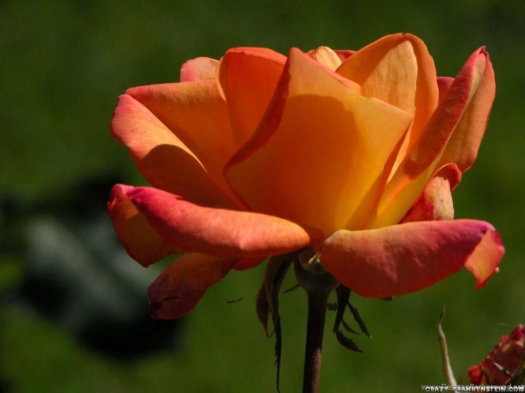 Roses Flower Wallpapers Page 2 Crazy Frankenstein