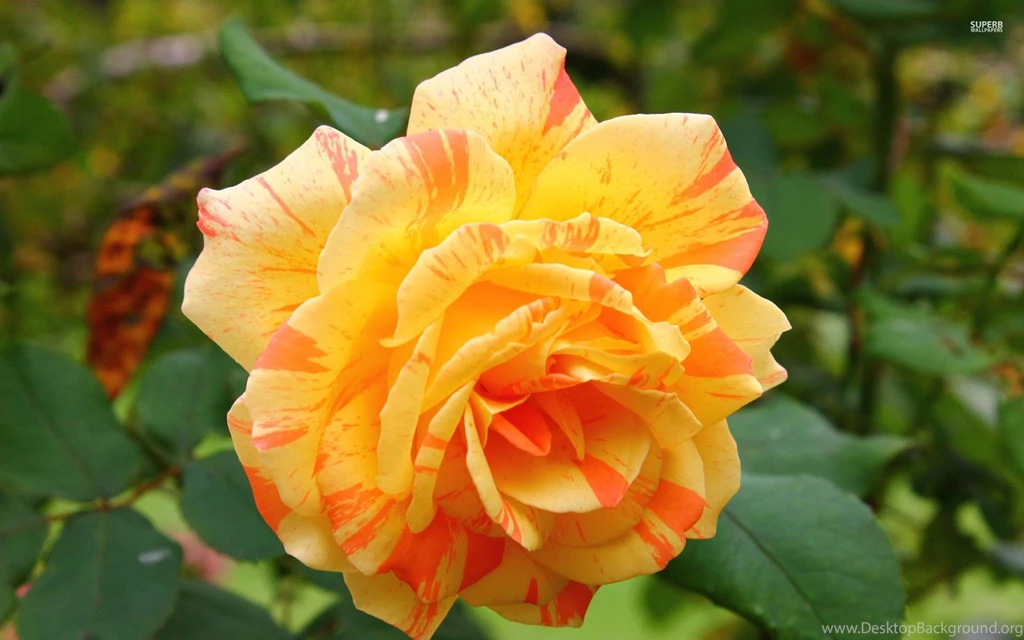 Beautiful Orange Rose Wallpapers   Flower Wallpapers