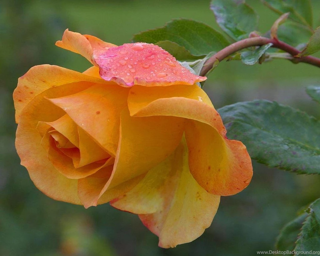 The Orange Rose Wallpapers (