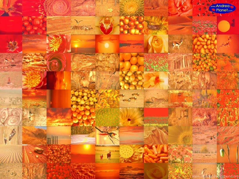 Orange Rose Big Mosaics   Free Photographic Mosaic Wallpapers