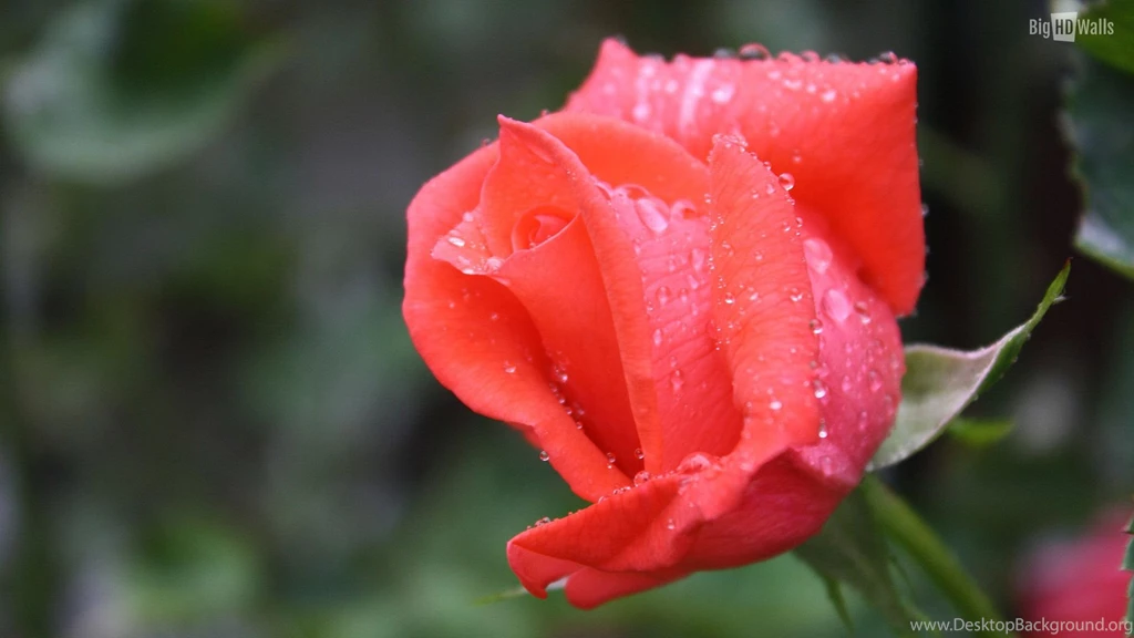 10 Beautiful HD Wallpapers Of Roses