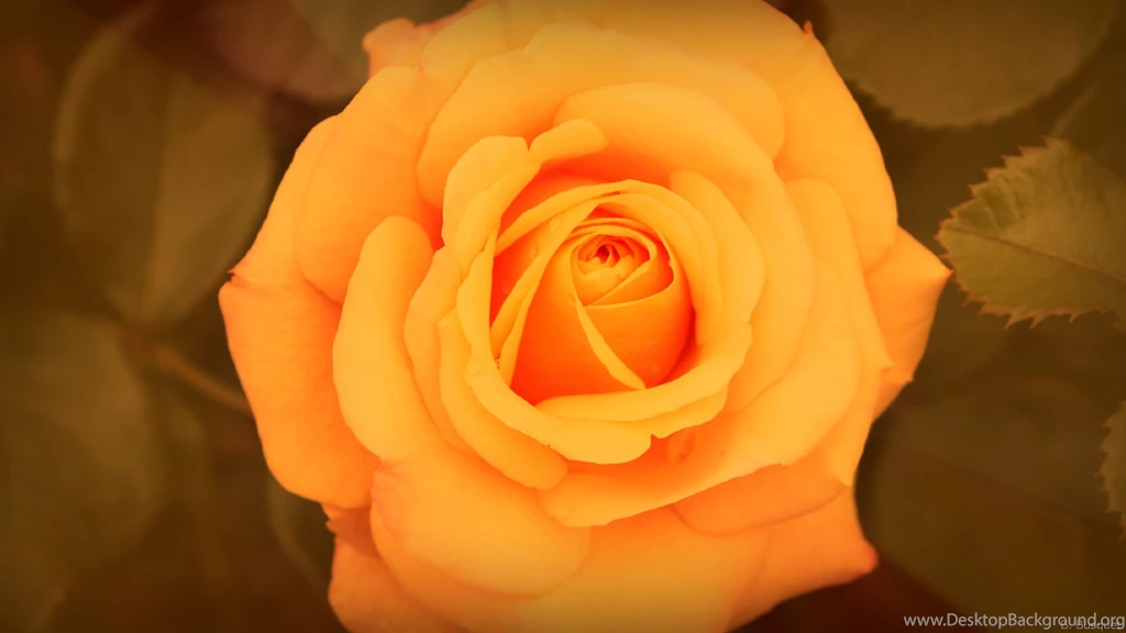 Roses Wallpapers Barbaras HD Wallpapers