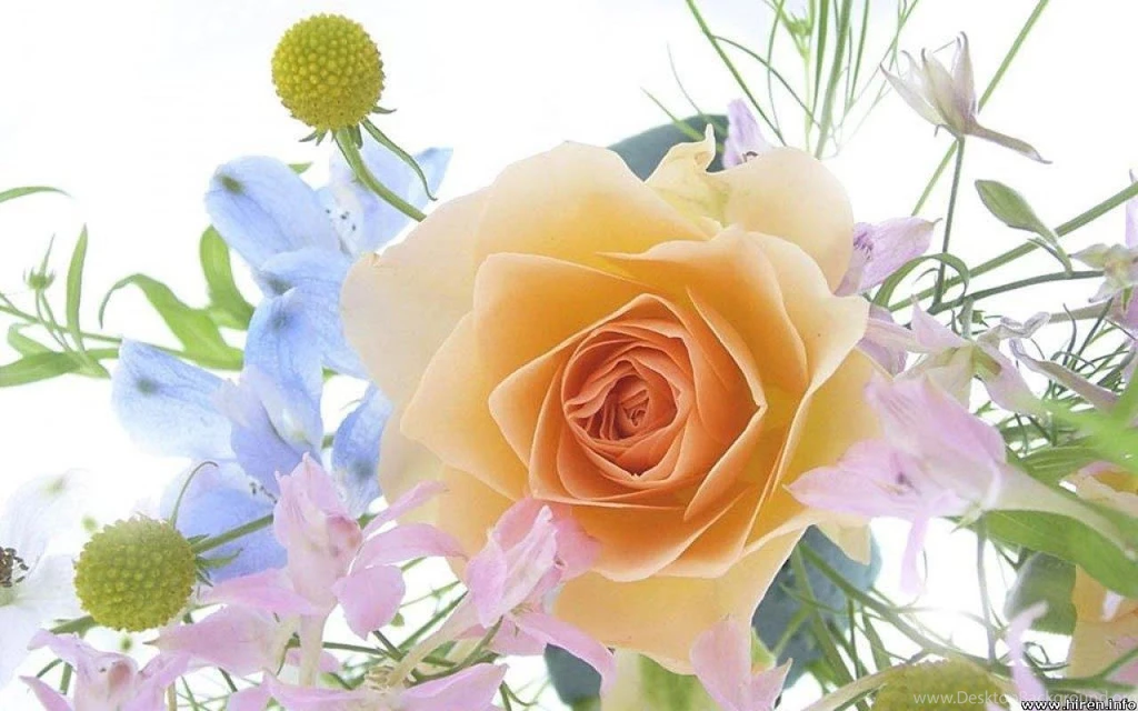 ORANGE ROSE WALLPAPER (