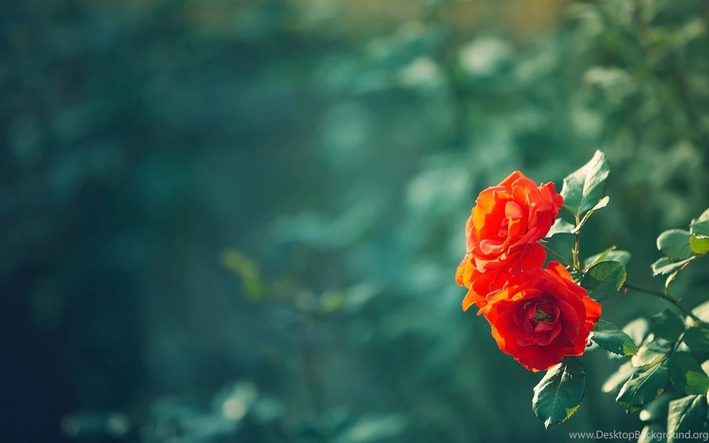 Orange Roses Wallpapers