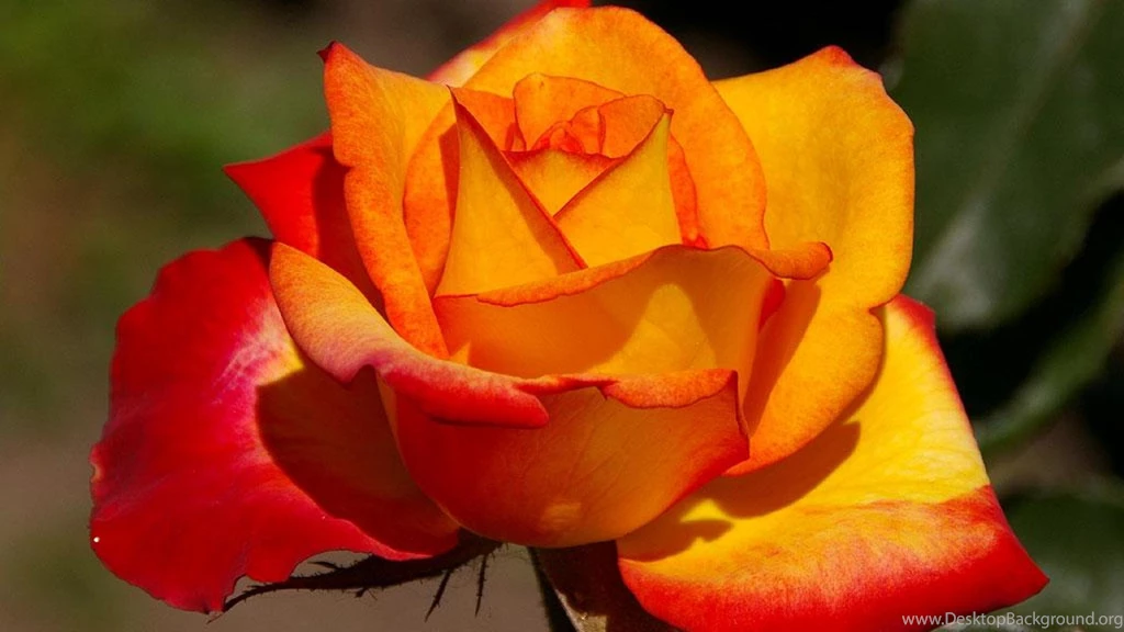 Orange Rose 501250 Wallpapers (