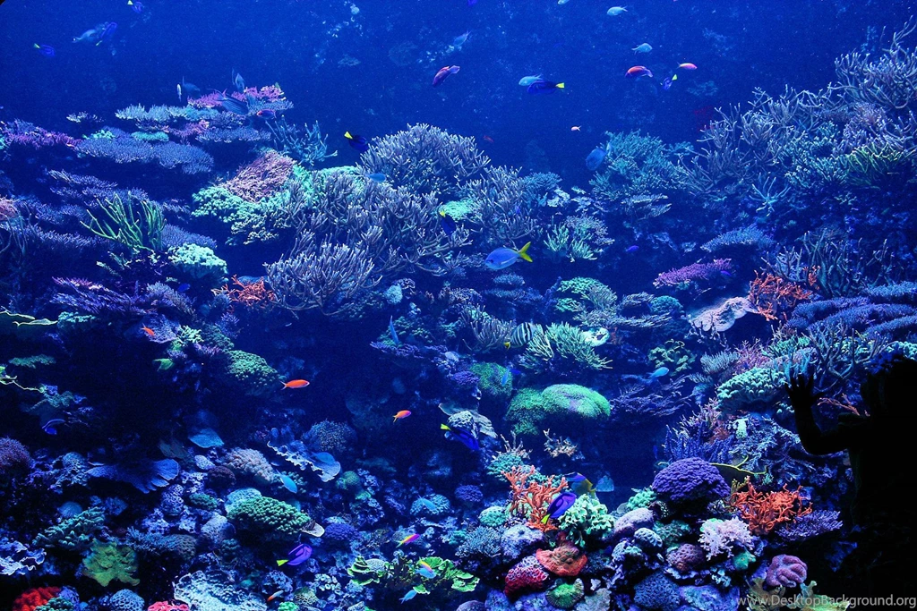 Coral Reef Backgrounds   Wallpapers Cave
