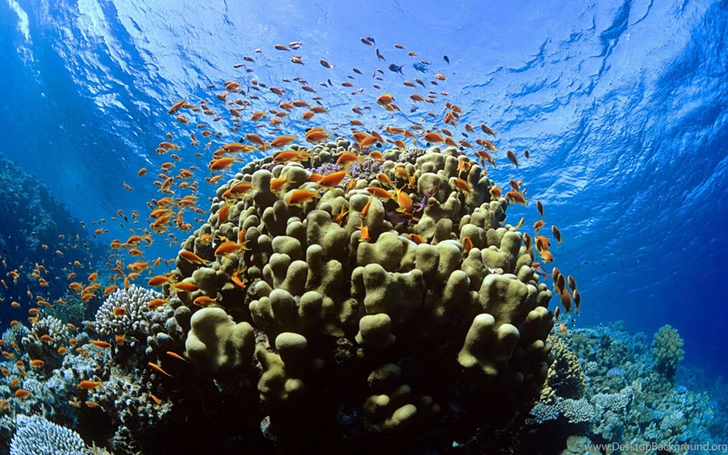 Coral Reef Backgrounds Wallpapers Cave