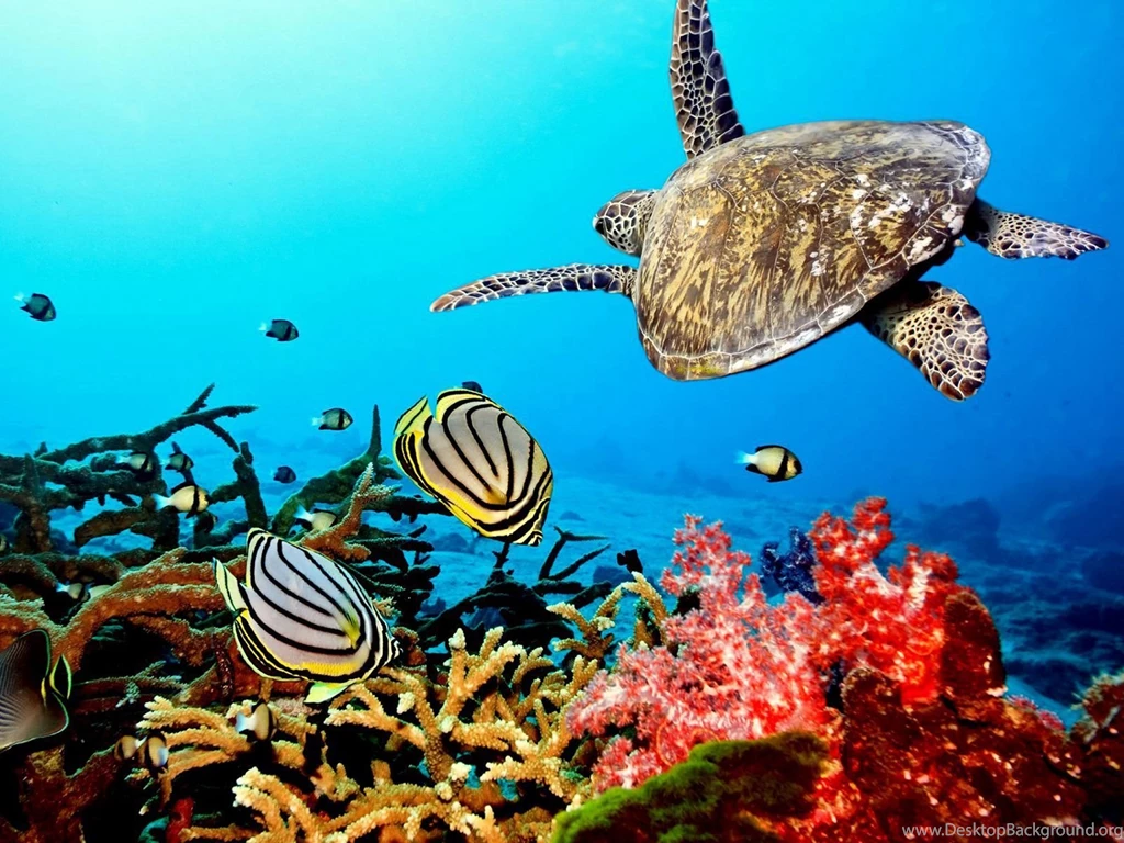 Coral Reef Backgrounds Wallpapers Cave