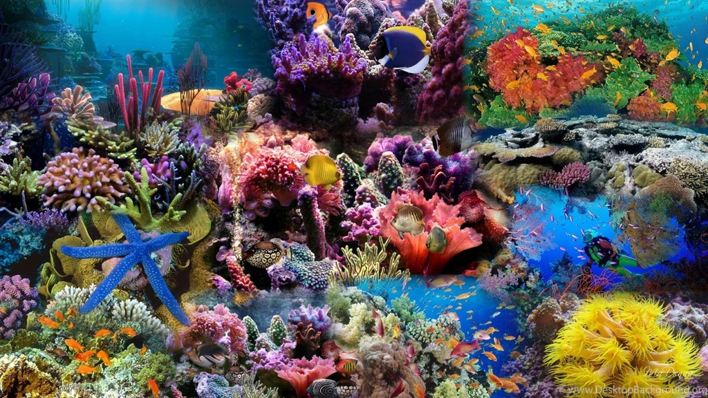 Coral Reef Backgrounds Wallpapers Cave